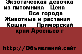 Экзотическая девочка из питомника › Цена ­ 25 000 - Все города Животные и растения » Кошки   . Приморский край,Арсеньев г.